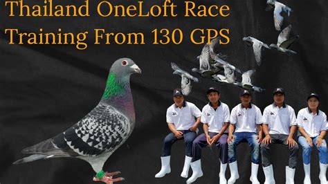 Training Toss From 130 GPs | Thailand One Loft Race | Pigeon Race ...