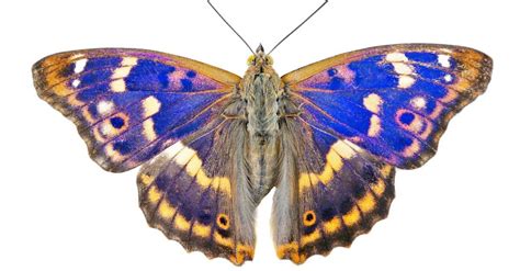 Purple Emperor Butterfly - A-Z Animals