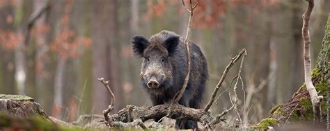 Wild Pig Hunting