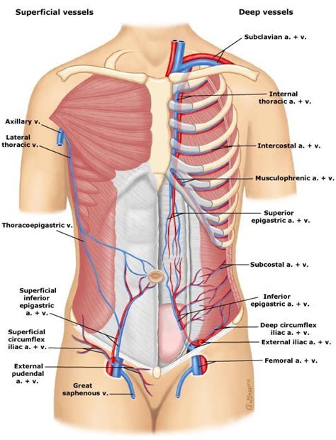 2965.myextj (540×707) | Medical pictures | Pinterest | Hematology ...