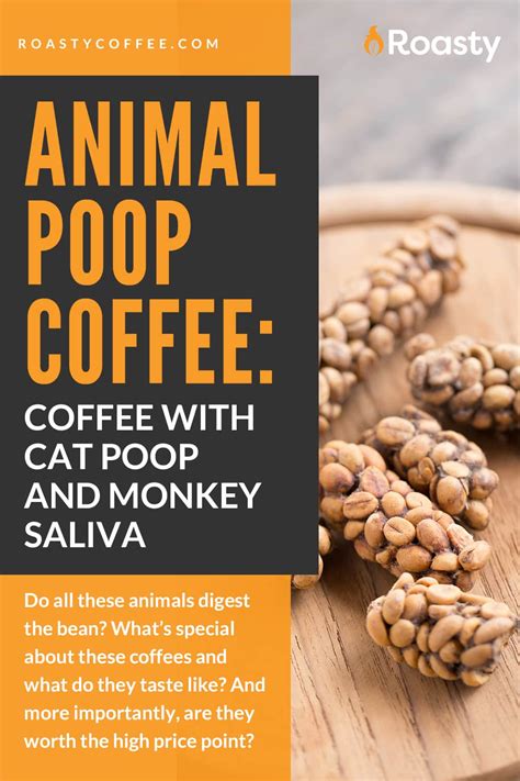 Poop Coffee – The Lowdown on This Unusual Phenomenon!