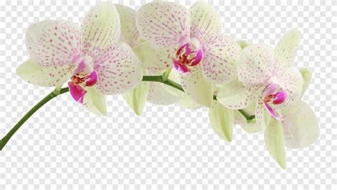 Dendrobium Orchids Flower, purple orchid, scorpion Grasses, orchid png ...