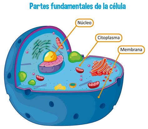 Moneda Costa Tomate Cuales Son Las Partes De La Celula Y Sus Funciones ...