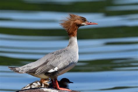 All Diving Ducks In North America (ID, Photos, Calls)