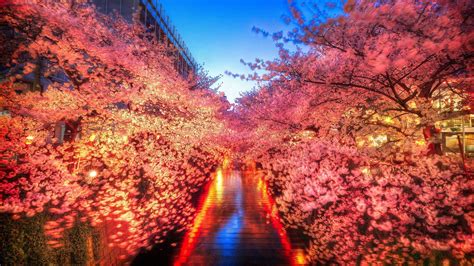 Japan Cherry Blossom Wallpapers - Top Free Japan Cherry Blossom ...