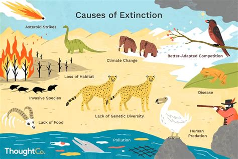 Extinction Of Rainforest Animals And Plants | RAINFOREST ANIMAL