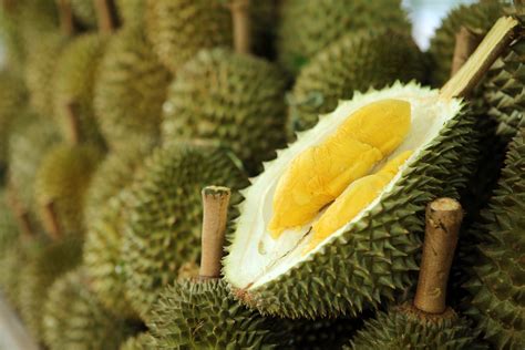 Durian Harvests - Musang King Durian Investments