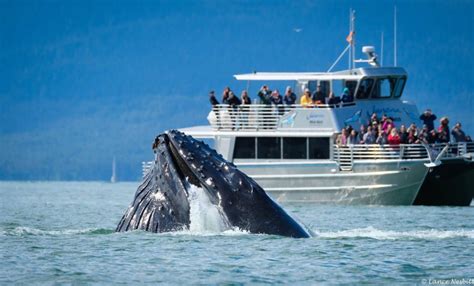 Weather in Juneau, Alaska - Juneau Tours and Excursions - Juneau, AK