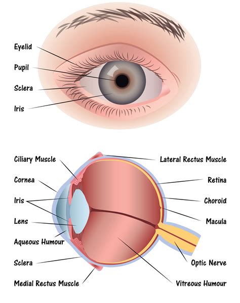 OUR EYES WORK LIKE CAMERA’S! - Discovery Eye Foundation