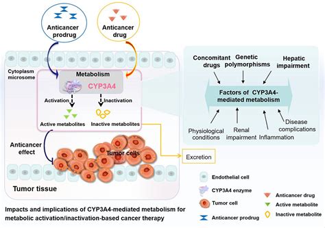 Activation/Inactivation of Anticancer Drugs by CYP3A4: Influencing ...