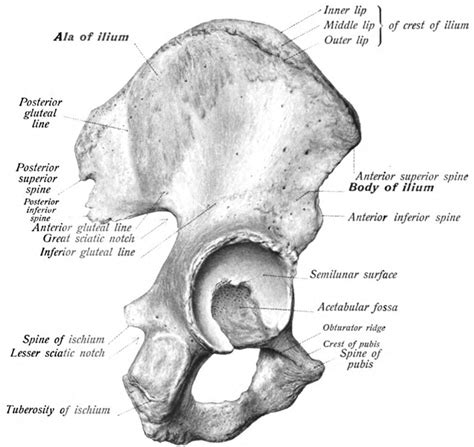 Iliac Wing Anatomy