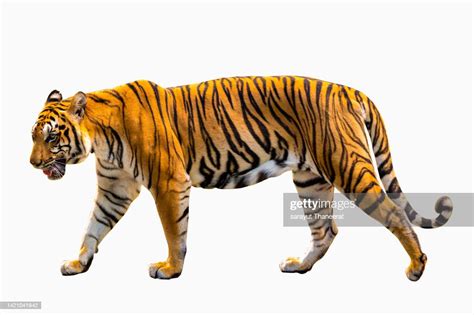 Tiger White Background Isolate Full Body High-Res Stock Photo - Getty ...