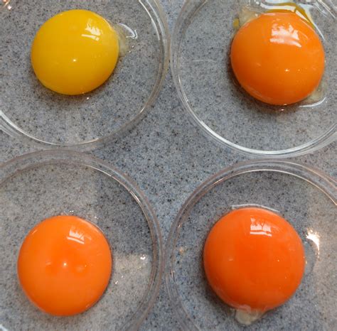 From pale yellow to deep orange: A guide to egg yolk colour and why it ...