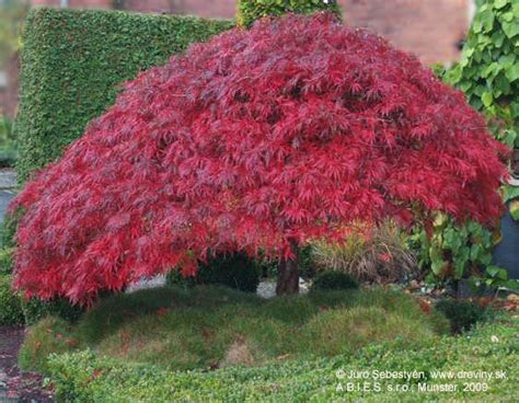 Weeping Japanese Maple - Acer palmatum 'Ornatum' | Japanese maple tree ...