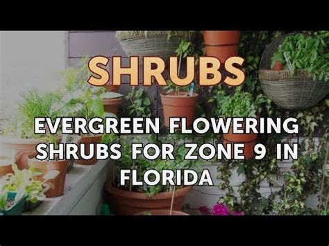 Evergreen Flowering Shrubs for Zone 9 in Florida - YouTube