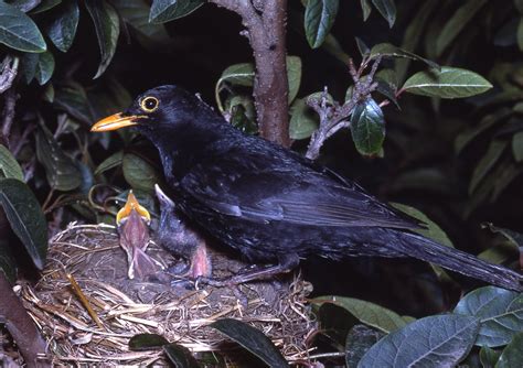 Common Blackbird - The Australian Museum