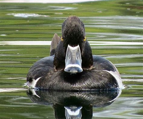 Pin by Bil Smythe on Ring Necked Duck | Goose hunting, Redhead duck ...