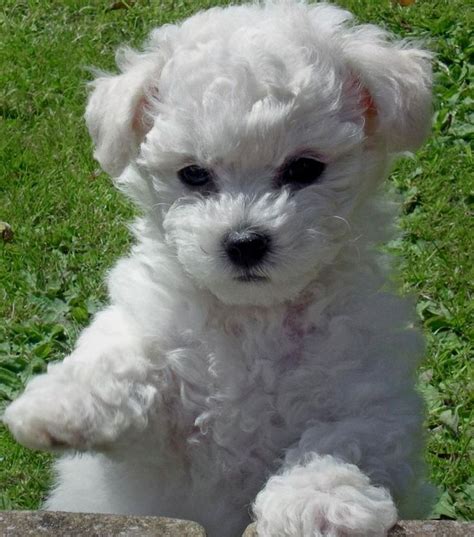 Pin on Bichon Poodles