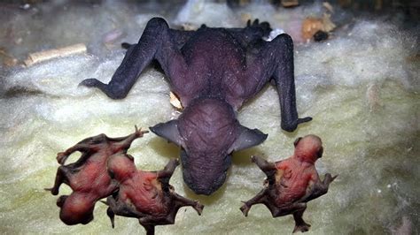 Mommy Bat Giving Birth With A Little Help From Her Friends- Story ...