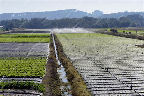 Premium Photo | Irrigation system in action in vegetable planting