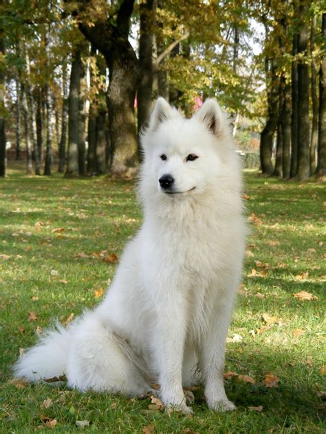 Samoyed Breed Information and Photos | ThriftyFun