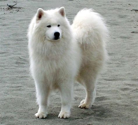 77+ Samoyed Dog Tan - l2sanpiero