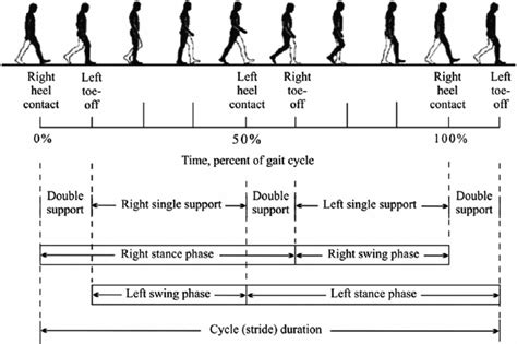 Gait cycle (source: Inman et al. 45 ). | Download Scientific Diagram