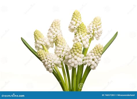 White Grape Hyacinth Stock Images - Download 1,981 Photos