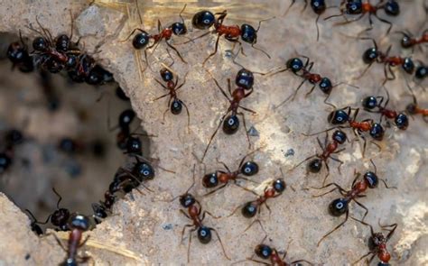 How to Identify the Most Common Ants and Their Mounds in Columbia, MD ...