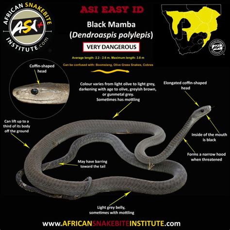 True facts about the Black Mamba - African Snakebite Institute | Black ...