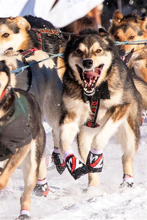 How Many Dogs Needed To Finish Iditarod