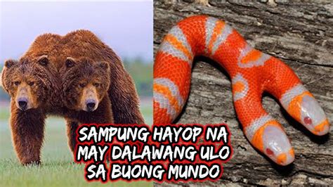 SAMPUNG HAYOP NA DALAWA ANG ULO SA BUONG MUNDO | 10 TWO HEADED ANIMALS ...