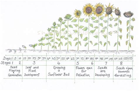 Sunflower Growth Timeline and Life Cycle - with chart and images ...