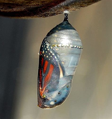 Cocoon - Butterfly - Monarch | Butterfly cocoon, Insects, Beautiful bugs