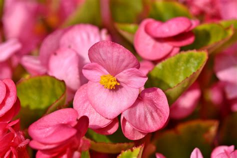 Begonie Stálokvětá - Voskovka (Begonia Semperflorens) | Rozvoz květin ...