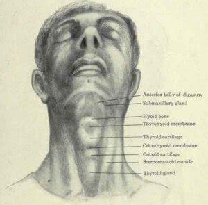 Cricoid Cartilage - Definition, Location, Function, Problems - (updated ...