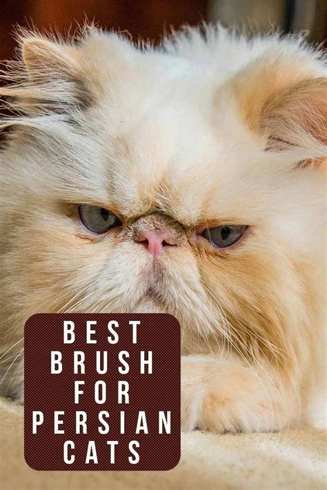 Best brush for Persian cats - Grooming products reviewed by ...