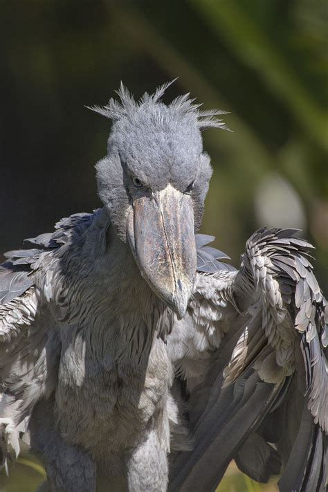 Shoebill Stork | Shoebill stork, Scary birds, Shoebill