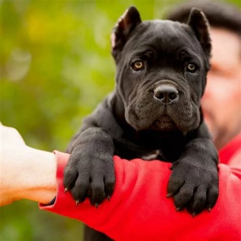 Cane Corso puppy: 7 tips to Educate it - Cane Corso Dog