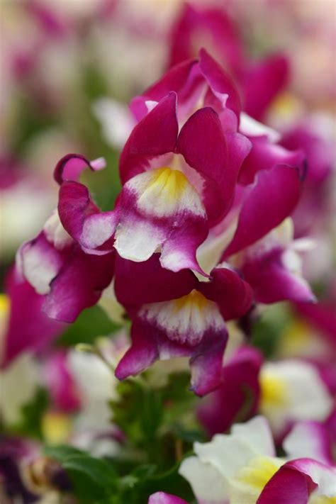 How To Grow and Care For Snapdragon Flowers | HGTV