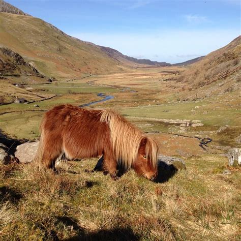 keith on | Snowdonia, Felt animals, Great pictures