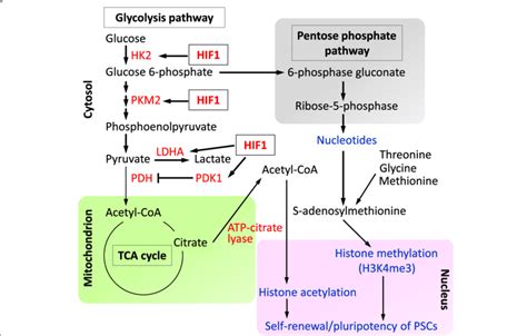 Glycolytic metabolism and its functional relevance in PSCs. Acetyl-CoA ...