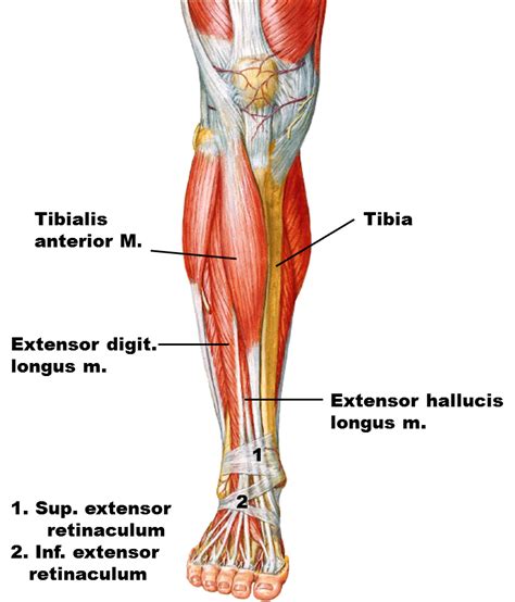 peroneus longus - Google 검색 | Medical anatomy, Human anatomy and ...