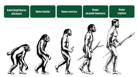 Evolution Of Humans - History, Stages, Characteristics, FAQs ...