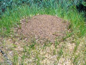 How To Get Rid Of Ant Hills In My Yard - change comin