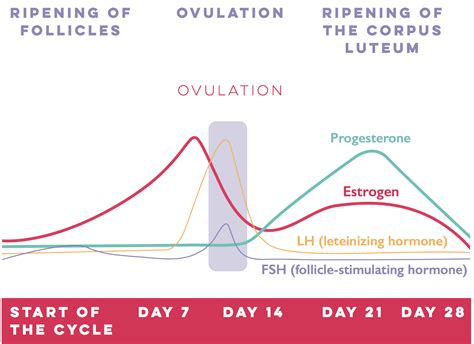 Female Menstrual Cycle Chart