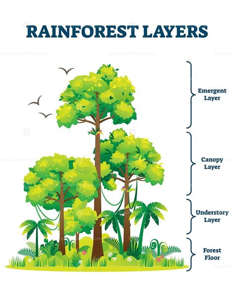 Rainforest layers vector illustration - VectorMine