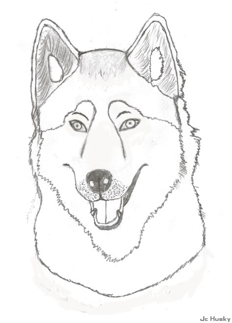 Husky sketch by jchusky26 on DeviantArt