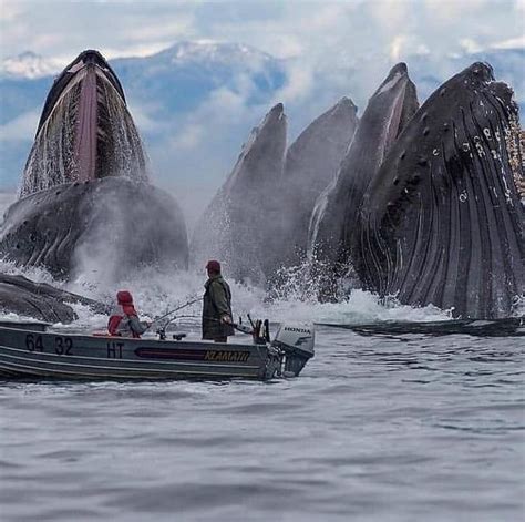 Humpback Whales feeding in Alaska, taken by Scott Methvin | Humpback ...