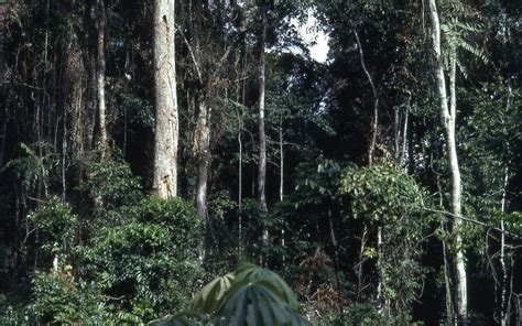 Tropical rainforest near Konimbo, Liberia (West Africa) 19… | Flickr